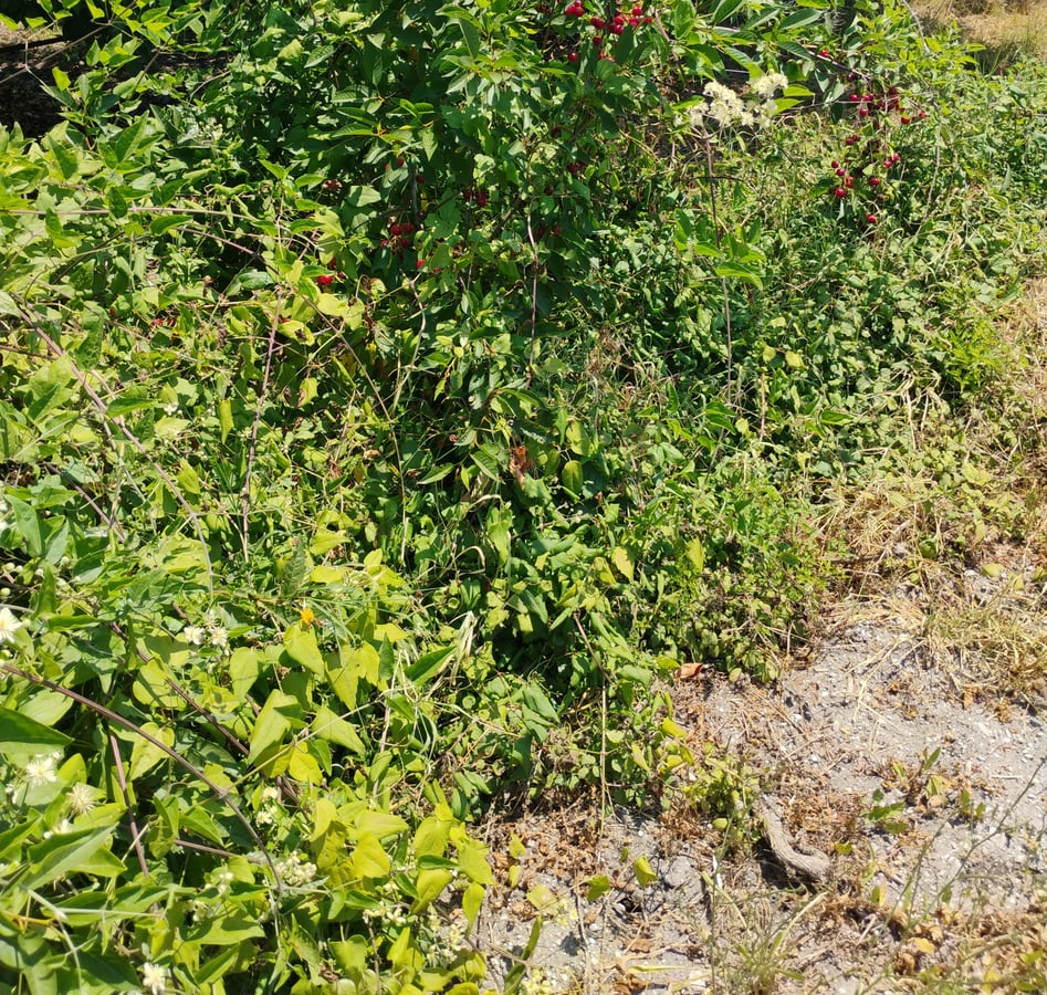 Pinched A Few Cherries, Greece