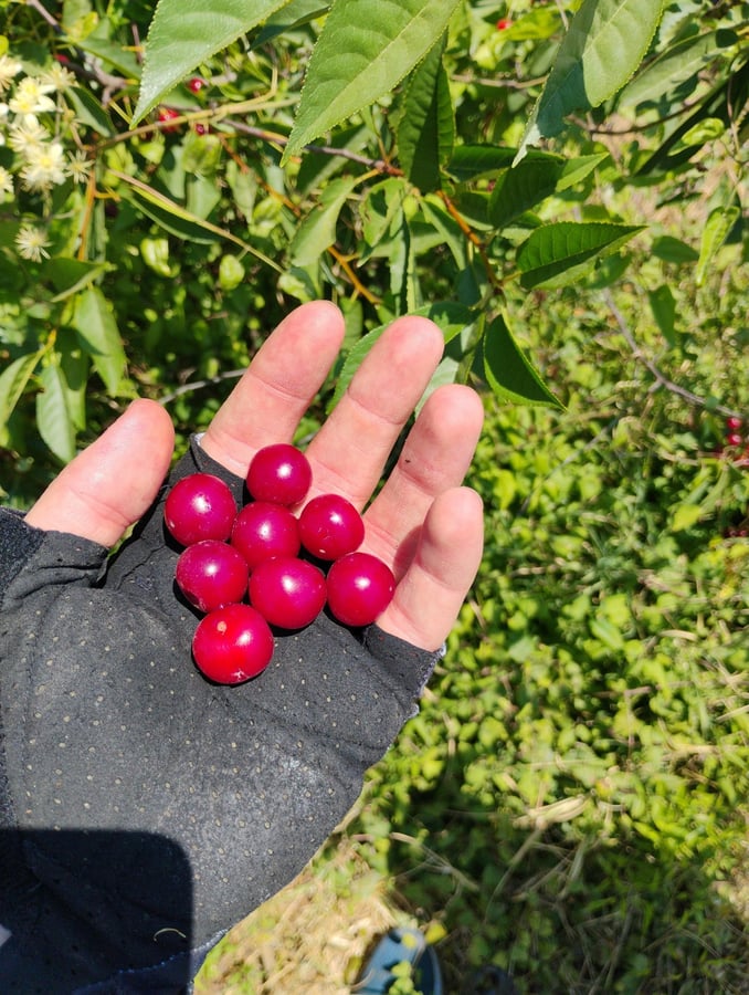Pinched A Few Cherries, Greece