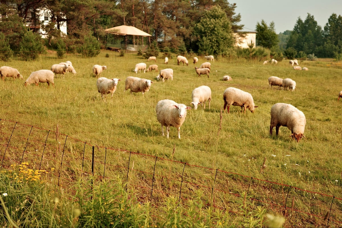 Sheep, Canada