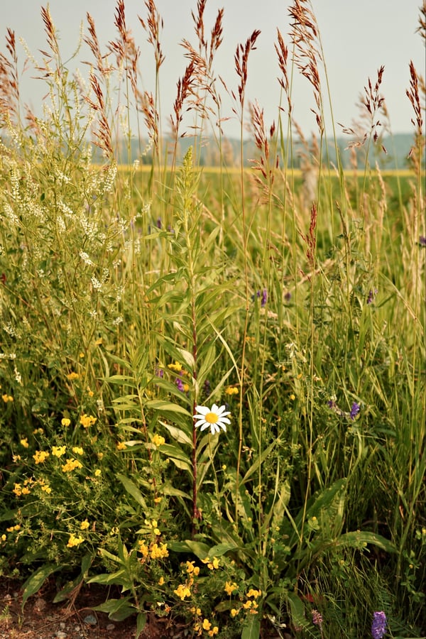 Flowers, Canada