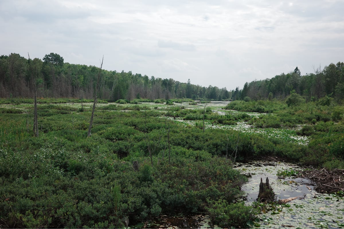 Moor, Kanada