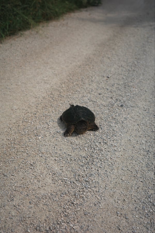 Schildkröte, Kanada