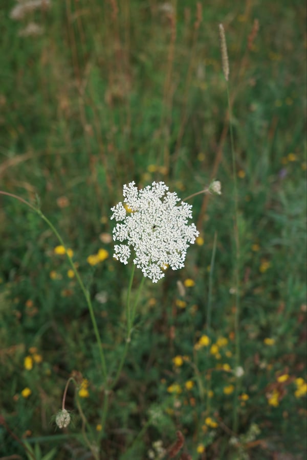 Scheune und Blumen, Kanada