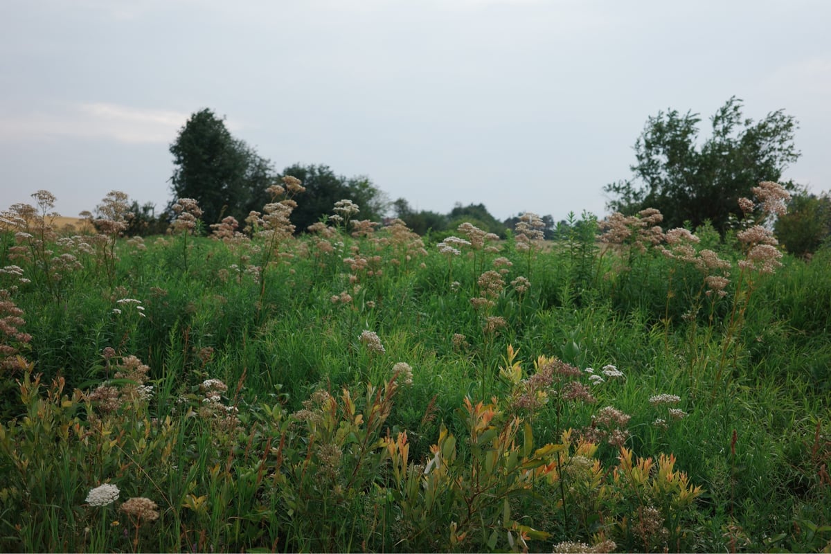 Scheune und Blumen, Kanada