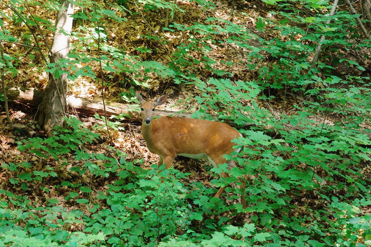 Deer, Canada