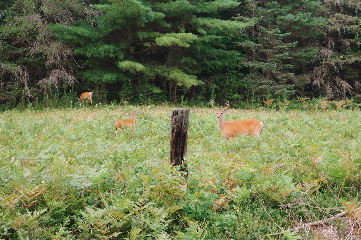 More Deer, Canada