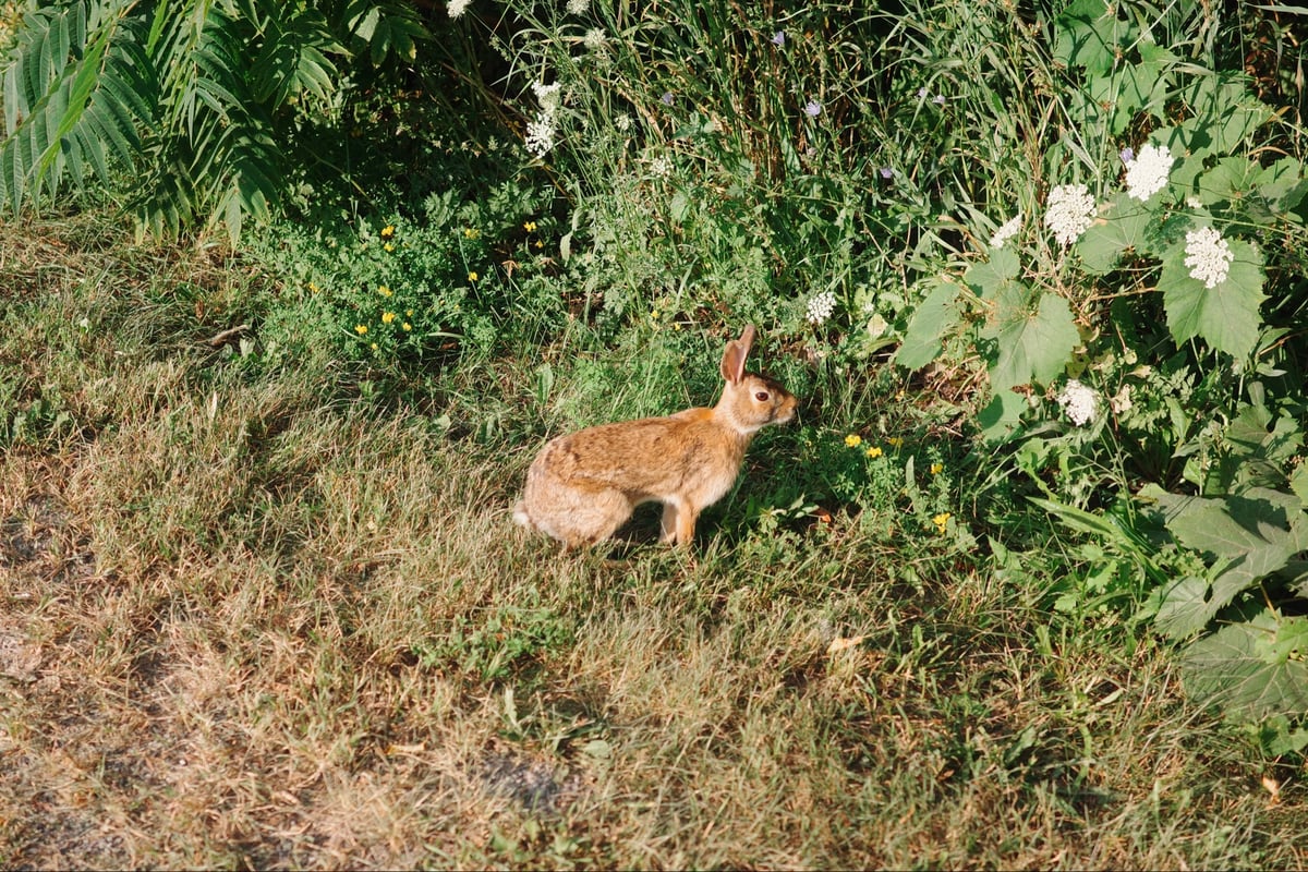 Bunny, Canada