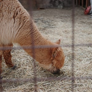 Camp With Llamas by Jeremy