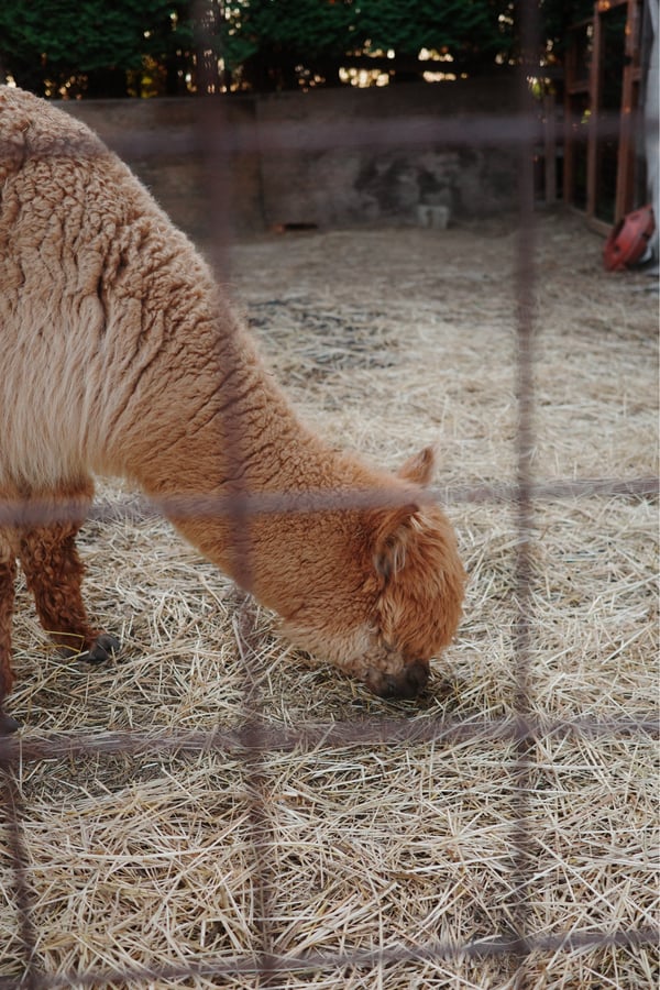 Campamento con llamas, Canadá