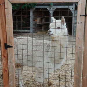 Camp With Llamas by Jeremy