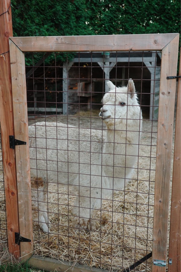 Campamento con llamas, Canadá