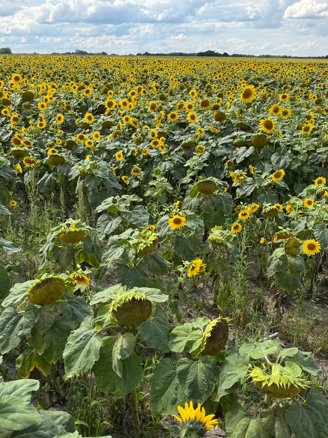 Sunflowers, Poland