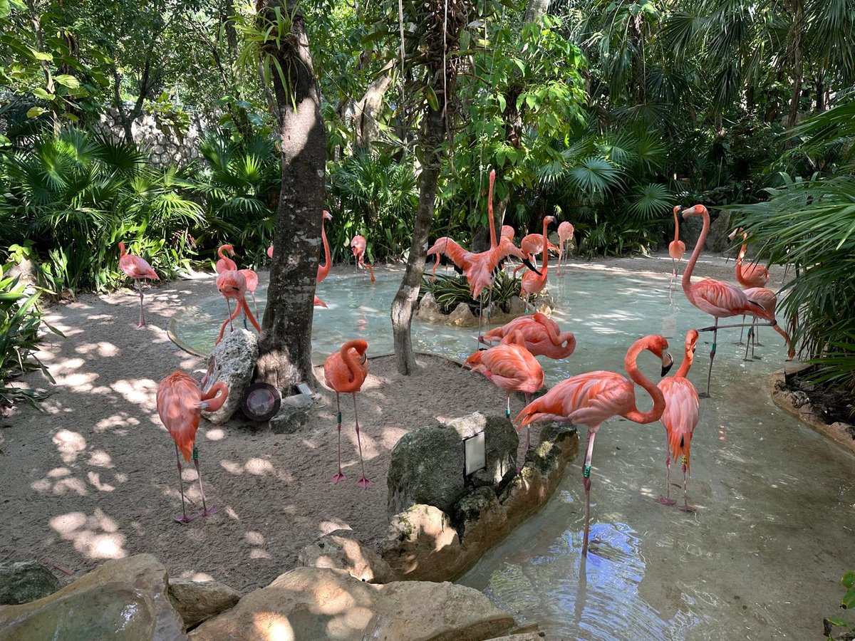 Xenses Park, Mexico
