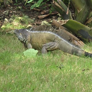 Parque Xenses by David