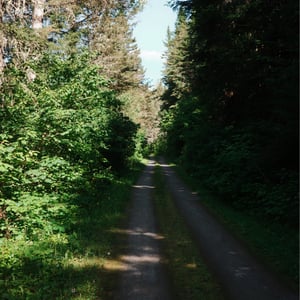 In The Woods by Jeremy