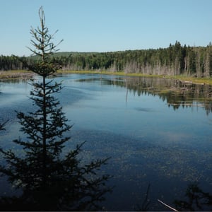 In The Woods by Jeremy