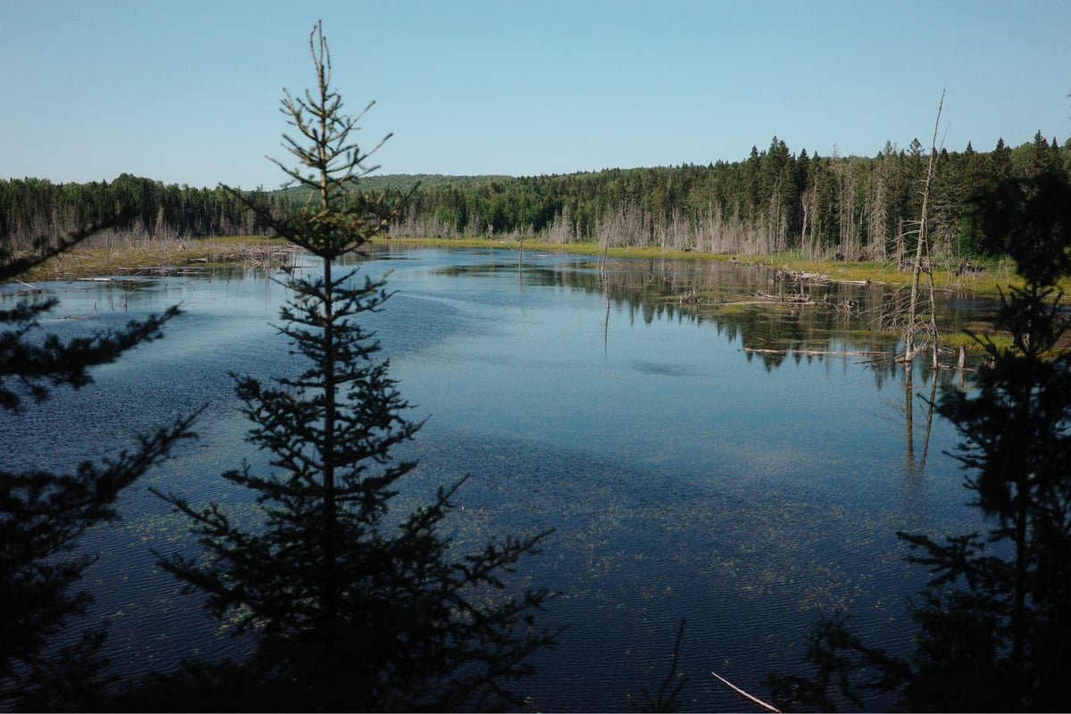 In The Woods, Canada