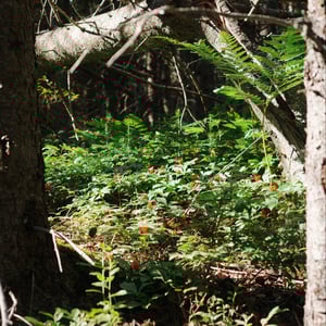 Mystery Forest Berries by Jeremy