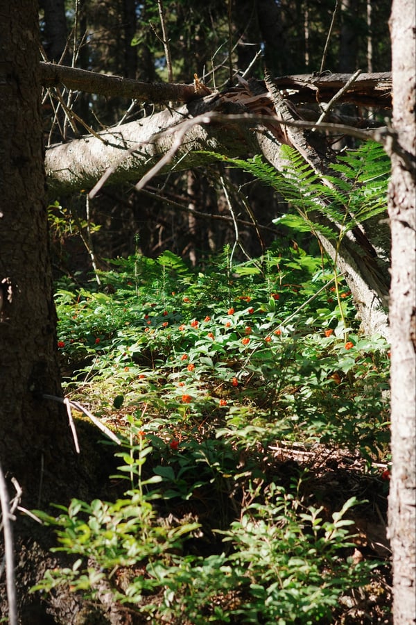 Mystery Forest Berries, Canada