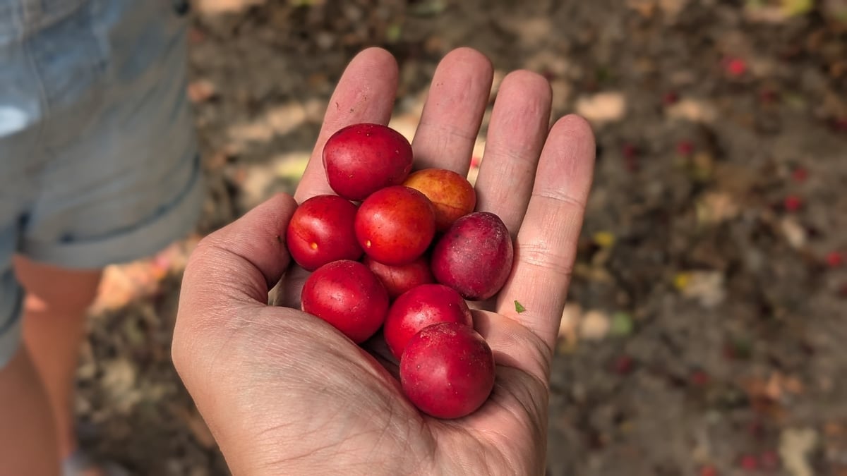 Little Plums, Jersey