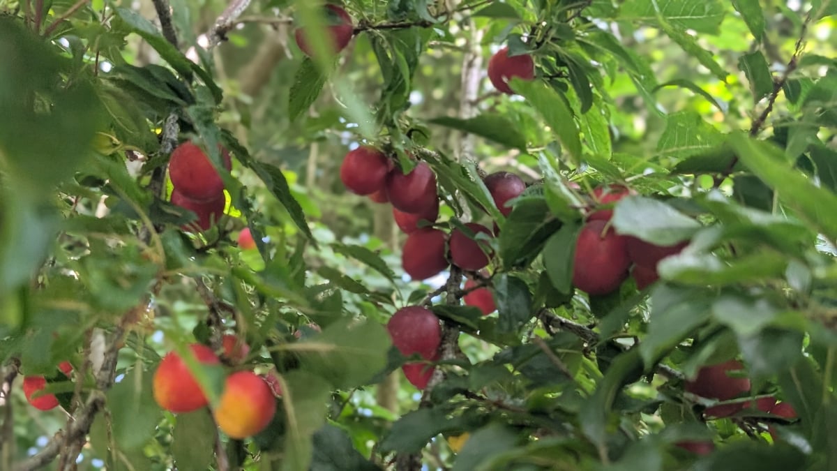 Little Plums, Jersey