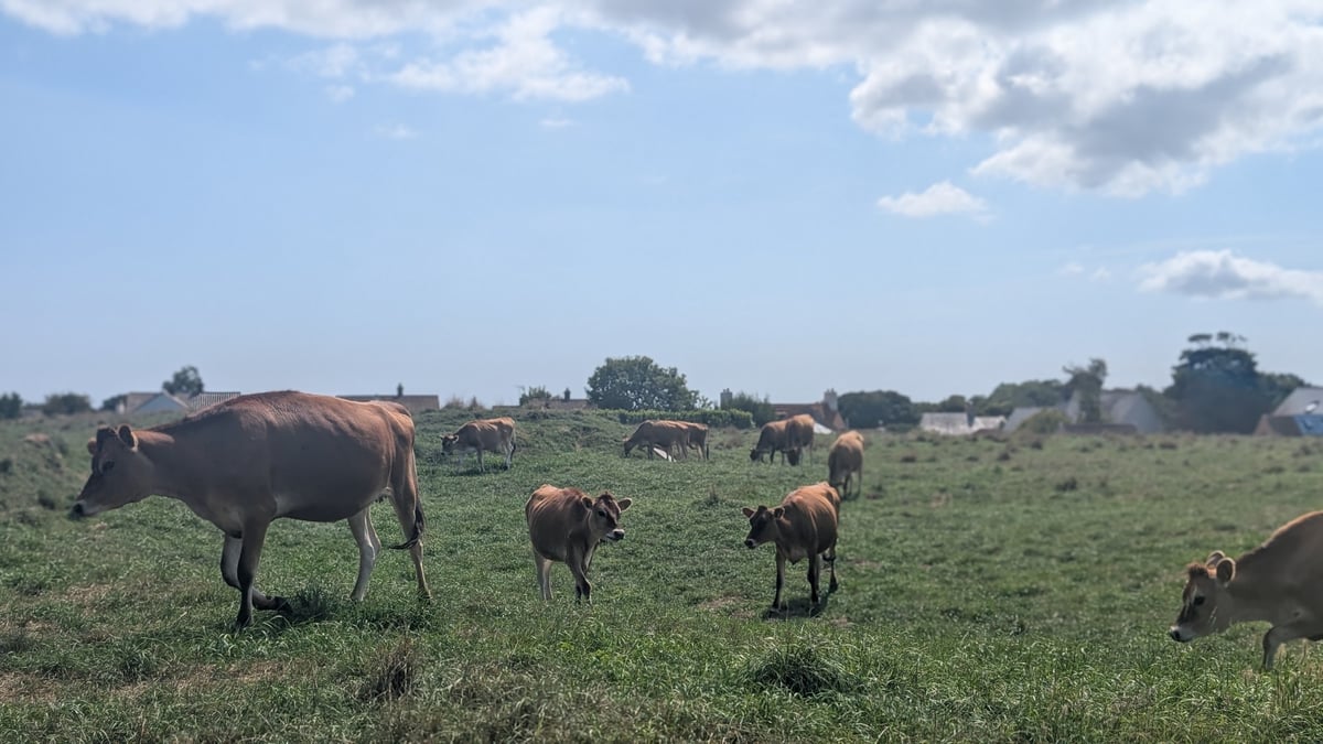 Jersey Cows, Jersey