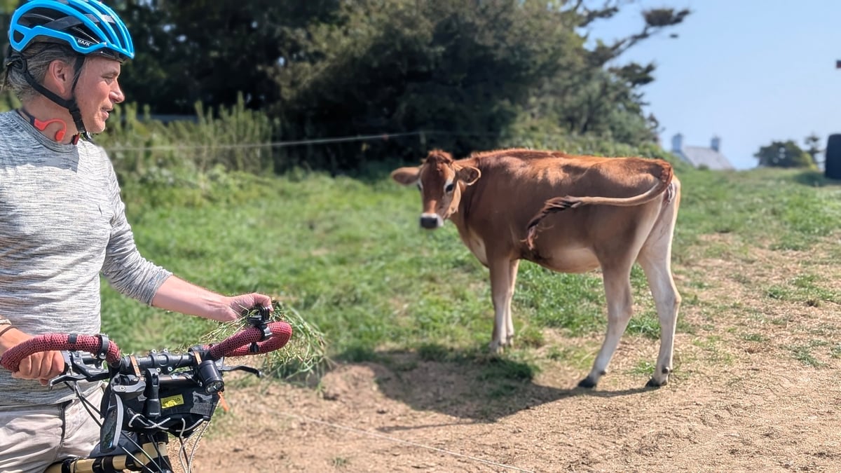 Jersey Cows, Jersey