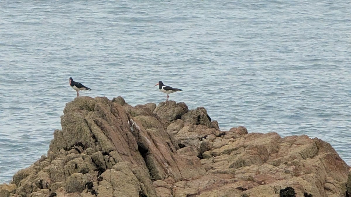 South Coast, Jersey