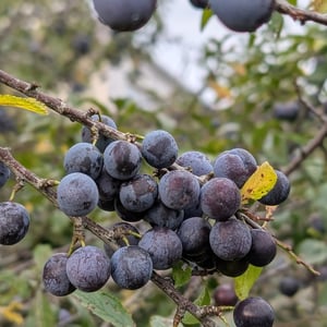 Off the Rails by Simon