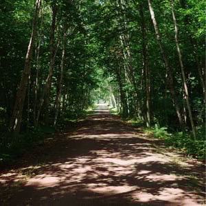 Shade On The Trail by Jeremy