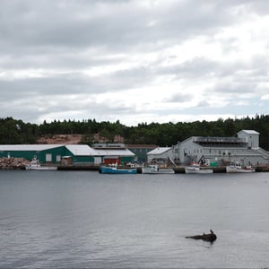 Neil's Harbour by Jeremy