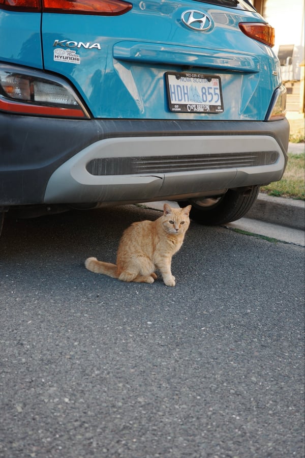 Street Kitty, Canada