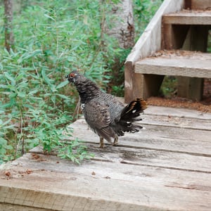 Grouse Sightings by Jeremy