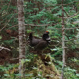 Grouse Sightings by Jeremy