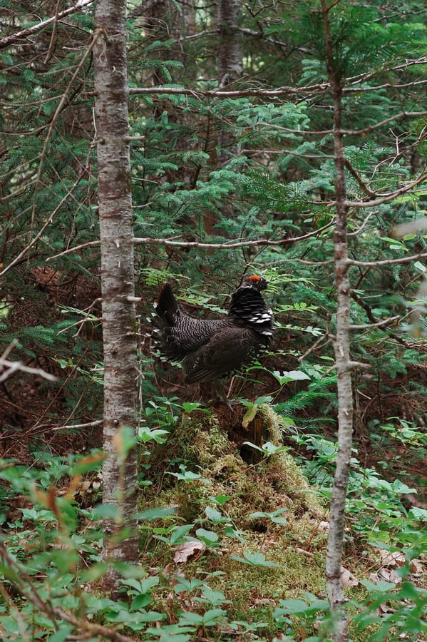 Avistamientos de urogallos, Canadá