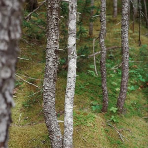 Lower Trail Photos by Jeremy