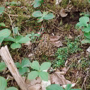 Frog Friend by Jeremy