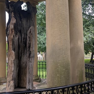 Old Oak Of Gernika by Lucy