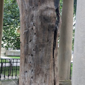 Old Oak Of Gernika by Lucy