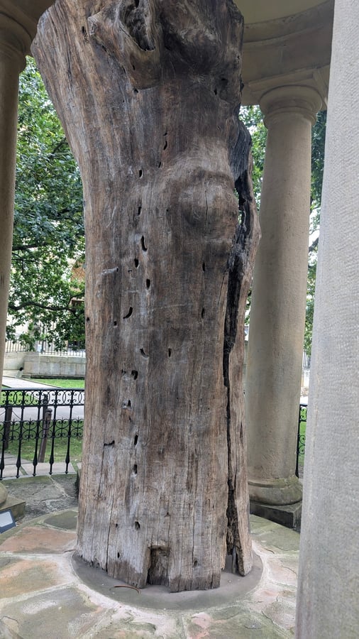 Old Oak Of Gernika, Spain