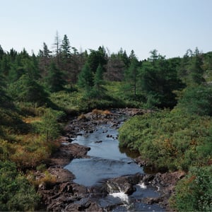 Forest River by Jeremy