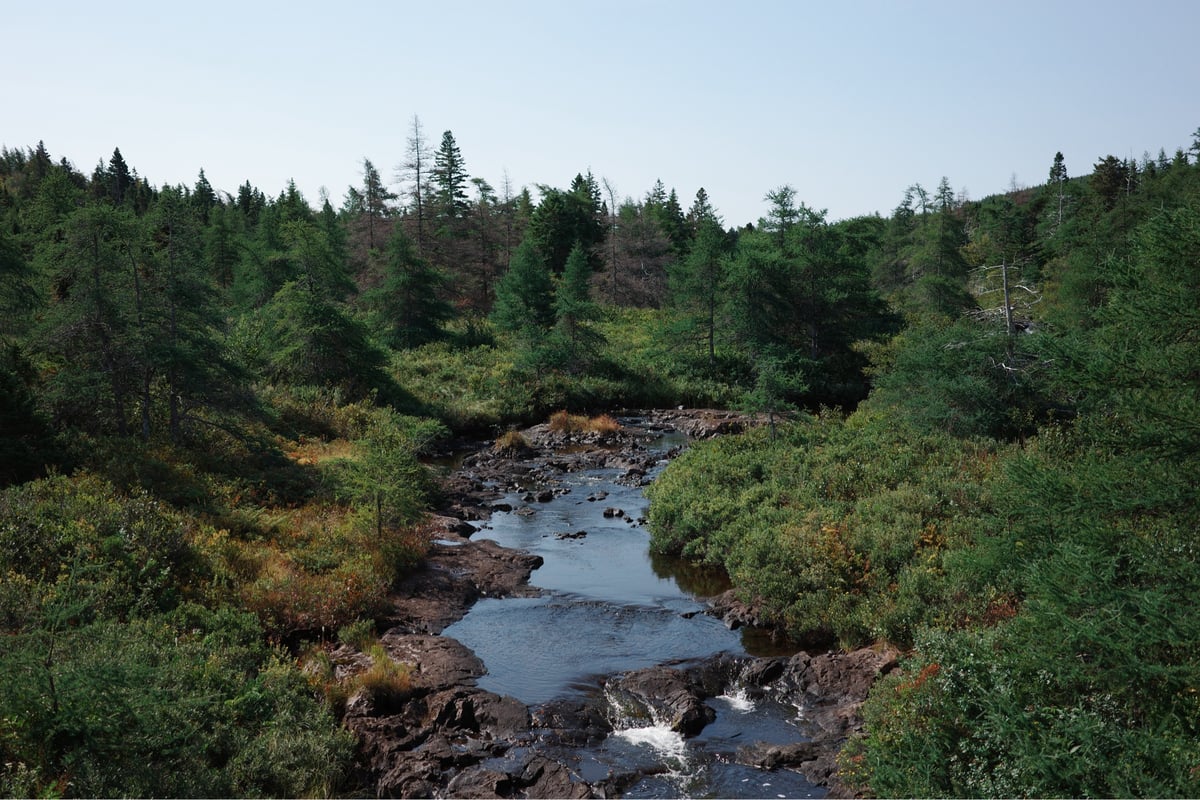 Río del bosque, Canadá