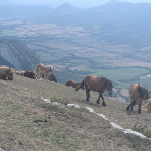 Wild Horses And Beautiful Views by Lucy