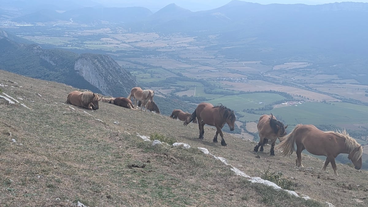 Wild Horses And Beautiful Views, Spain