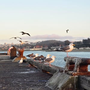 Living At GOLDEN Gate BRIDGE SF by David