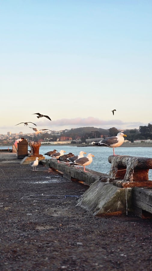Living At GOLDEN Gate BRIDGE SF, United States