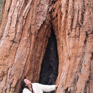 Giant Grizzly TREE REDWOOD by David