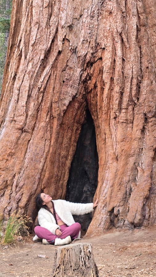 Gigante Grizzly ÁRBOL SECOWOOD, Estados Unidos