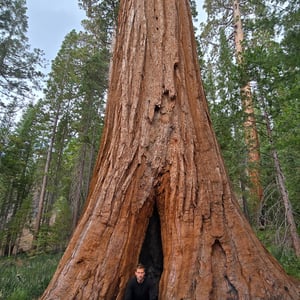 Giant Grizzly TREE REDWOOD by David