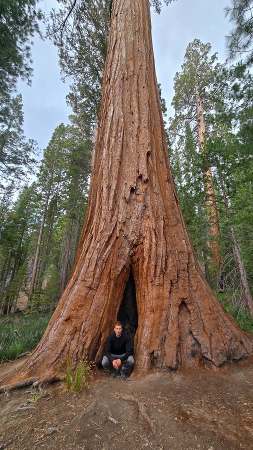Gigante Grizzly ÁRBOL SECOWOOD, Estados Unidos